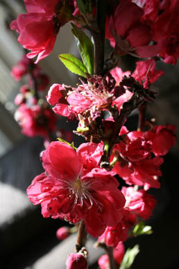 59　桃の花.jpg
